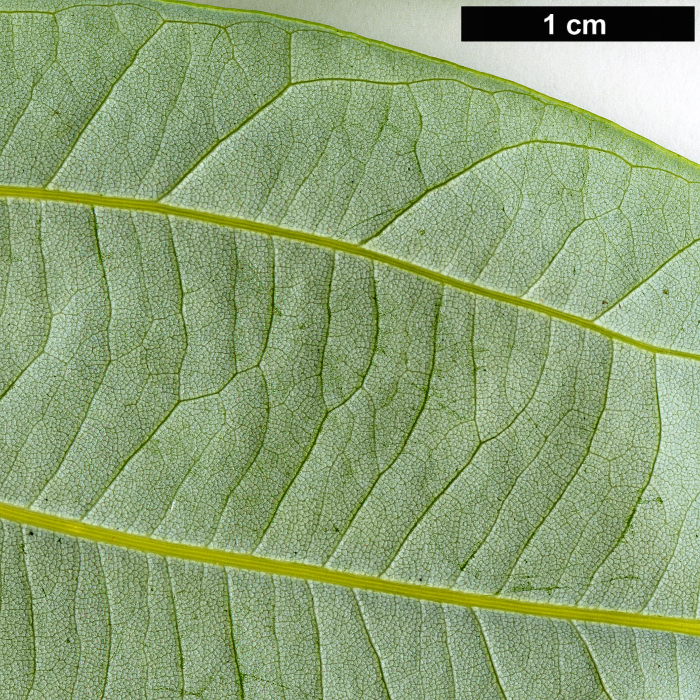 High resolution image: Family: Lauraceae - Genus: Neolitsea - Taxon: pulchella